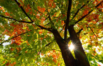 What Tree Grows The Fastest in Kansas?