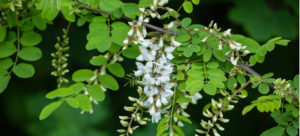 locust tree trimming company
