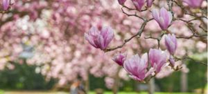 magnolia tree service in wichita