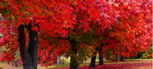 maple tree pruning and trimming