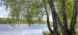 sedgwick county ks birch tree trimming service