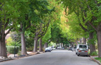 How Do You Remove Sycamore Tree Sap Off Vehicle Paint?
