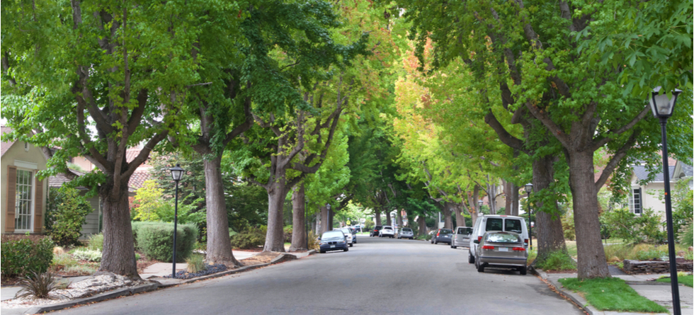 How Do You Remove Sycamore Tree Sap Off Vehicle Paint?
