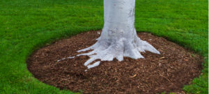 tree planting service in wichita