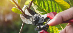 tree pruning wichita
