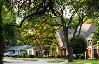 How Long Does It Take For Trees To Grow Back After Trimming?