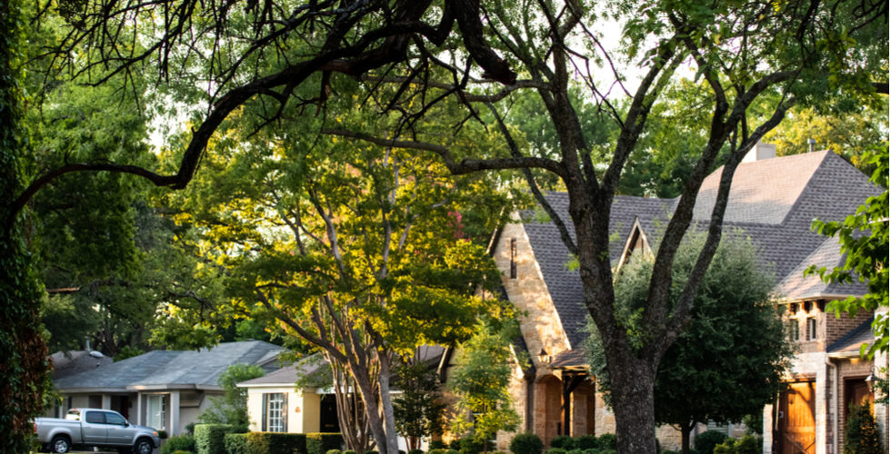 How Long Does It Take For Trees To Grow Back After Trimming?