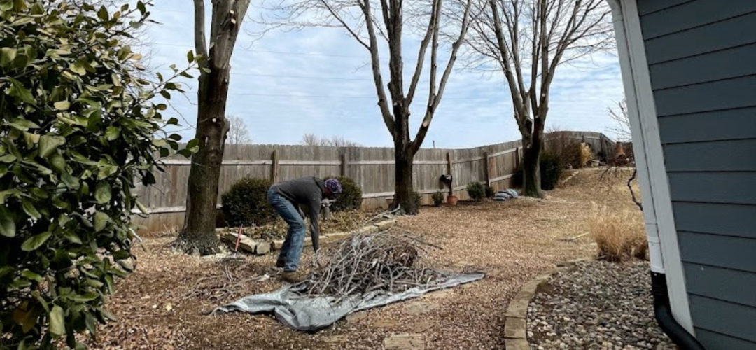 When should trees be trimmed?