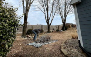 when to start trimming trees