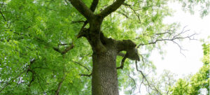 wichita ash tree trimming service