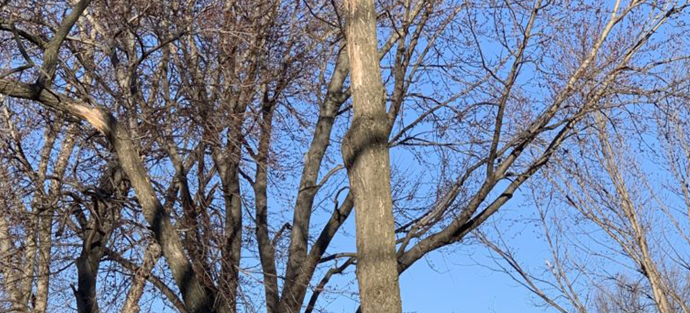 #1 Tree Pruning & Trimming Services in Kechi KS | (316) 550-7609