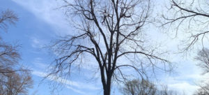 #1 Tree Trimming & Landscaping in Maize KS | (316) 550-1302