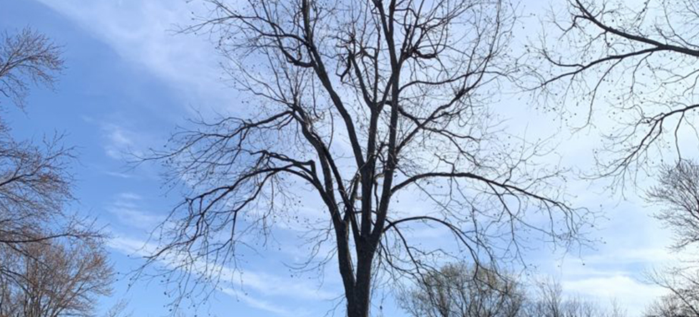 #1 Tree Trimming & Landscaping in Maize KS | (316) 550-7609