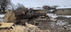 Best Stump Removal & Tree Service in Bel Aire KS | (316) 550-1302