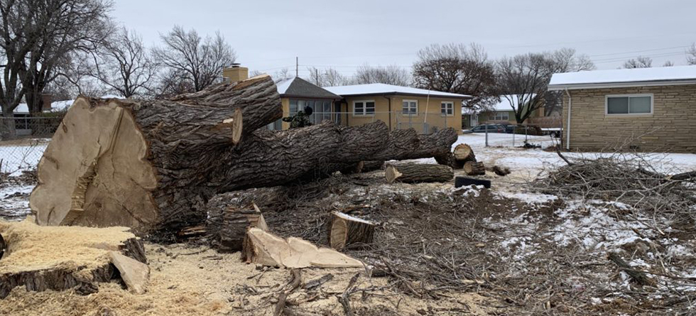 Best Stump Removal & Tree Service in Bel Aire KS | (316) 550-7609