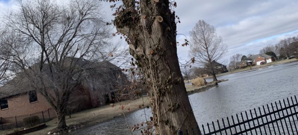 Best Stump Removal & Tree Service in Douglass KS