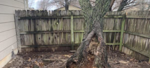 Best Stump Removal & Tree Service in Halstead KS | Call (316) 550-1302
