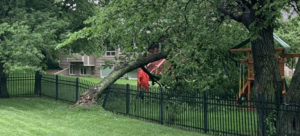 Best Tree Service in Sedgwick KS | Call Us