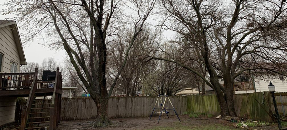 Best Tree Services in Colwich KS