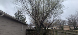 Best Tree Services in Mulvane KS