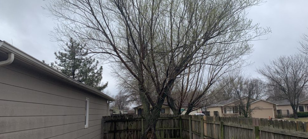 Best Tree Services in Mulvane KS