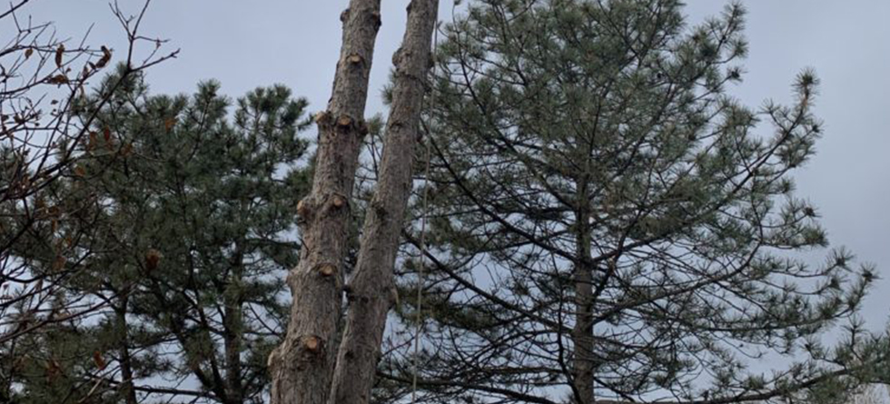 Best Tree Trimming & Landscaping in Goddard KS | Contact Us