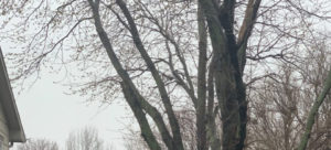 Best Tree Trimming Service in Valley Center KS | Call Today