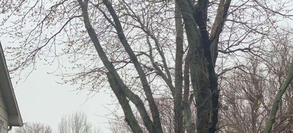 Best Tree Trimming Service in Valley Center KS | Call Today