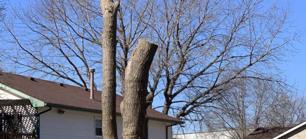 Fast Tree Trimming & Landscaping in Haysville KS