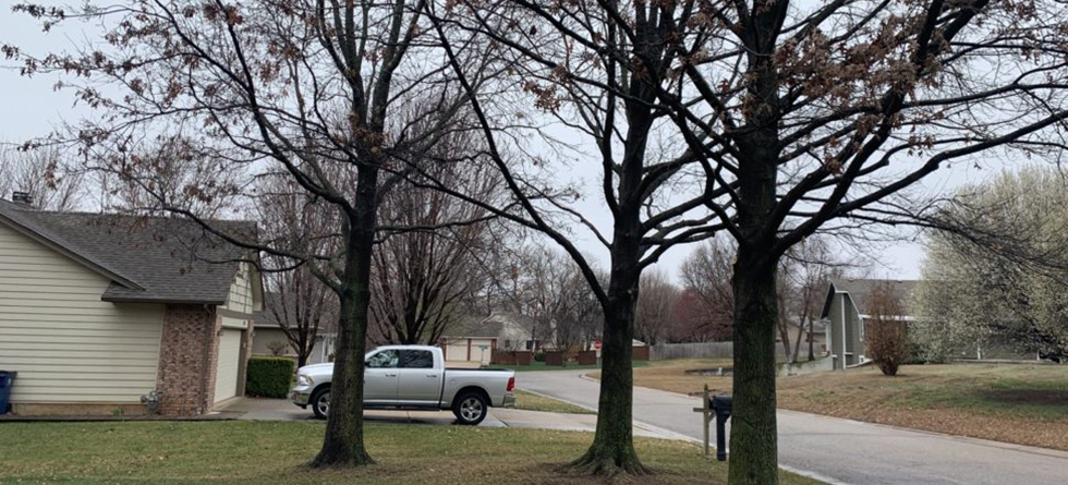 Reliable Tree Service in Newton KS