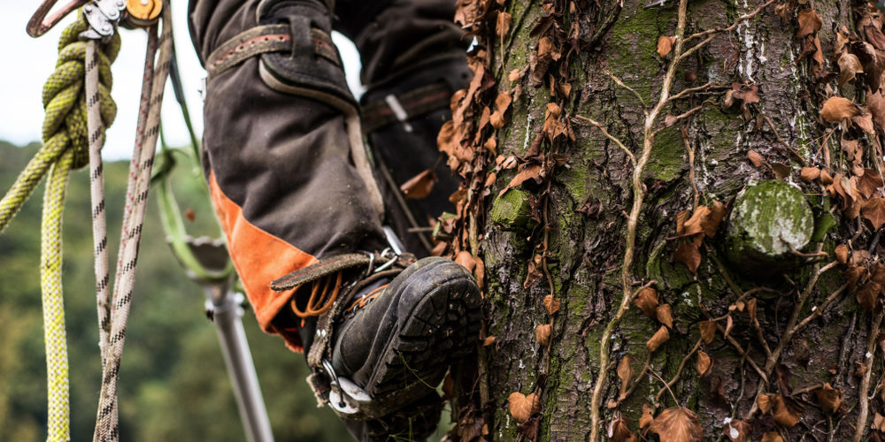 Do Arborists Climb Trees?