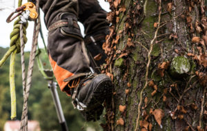Do Arborists Climb Trees