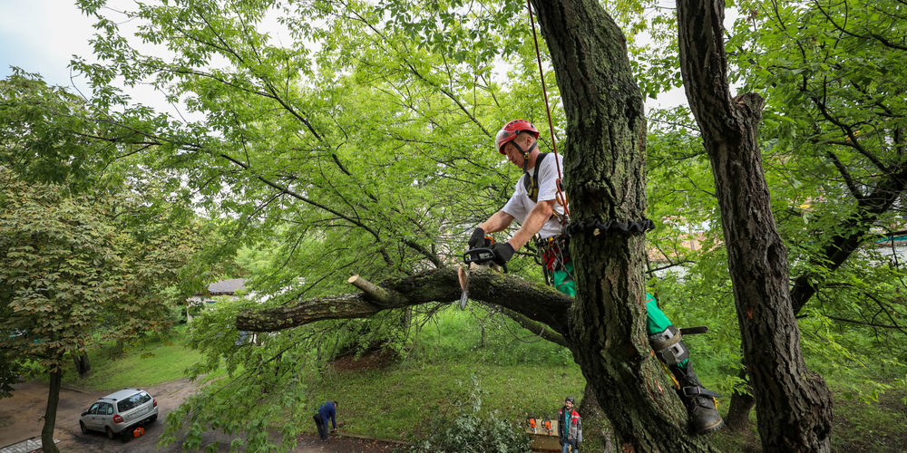 How Do I Find An Arborist In My Area?
