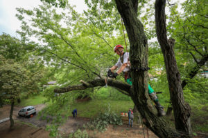 How Do I Find An Arborist In My Area