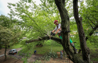 How Do I Find An Arborist In My Area?