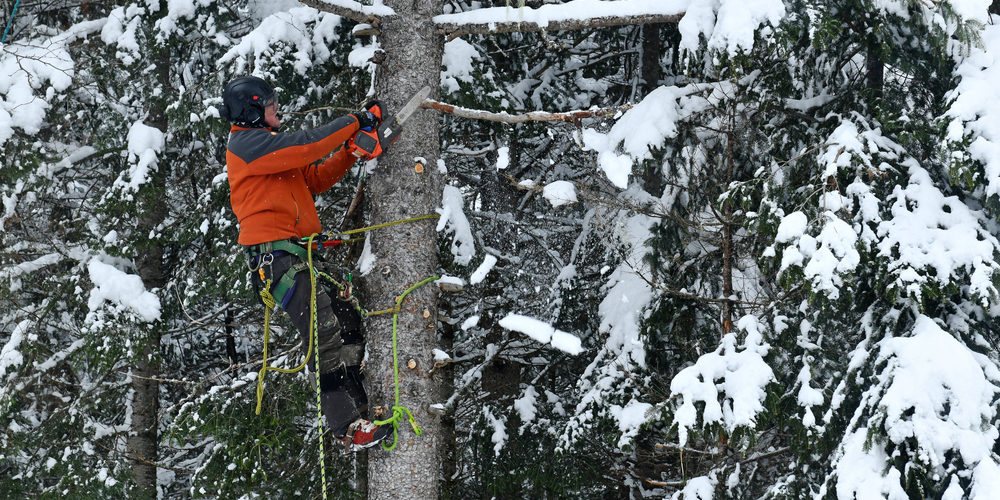 How Much Does The Seattle Arborist Cost?