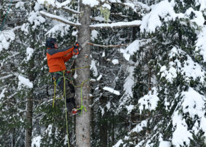 How Much Does The Seattle Arborist Cost