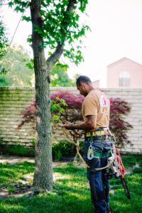 What Is The Difference Between An Arborist & A Master Arborist