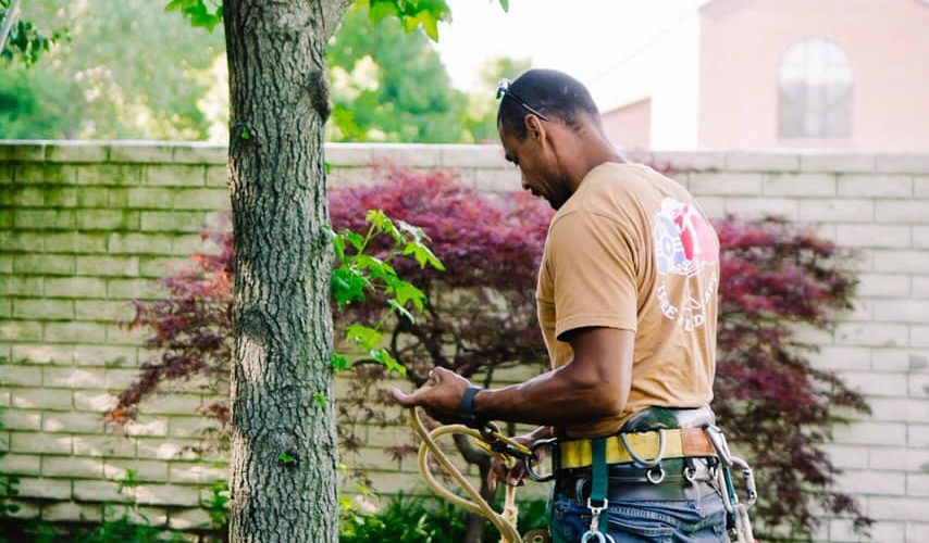 What Is The Difference Between An Arborist & A Master Arborist?