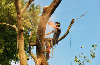 What Is The Purpose Of An Arborist?