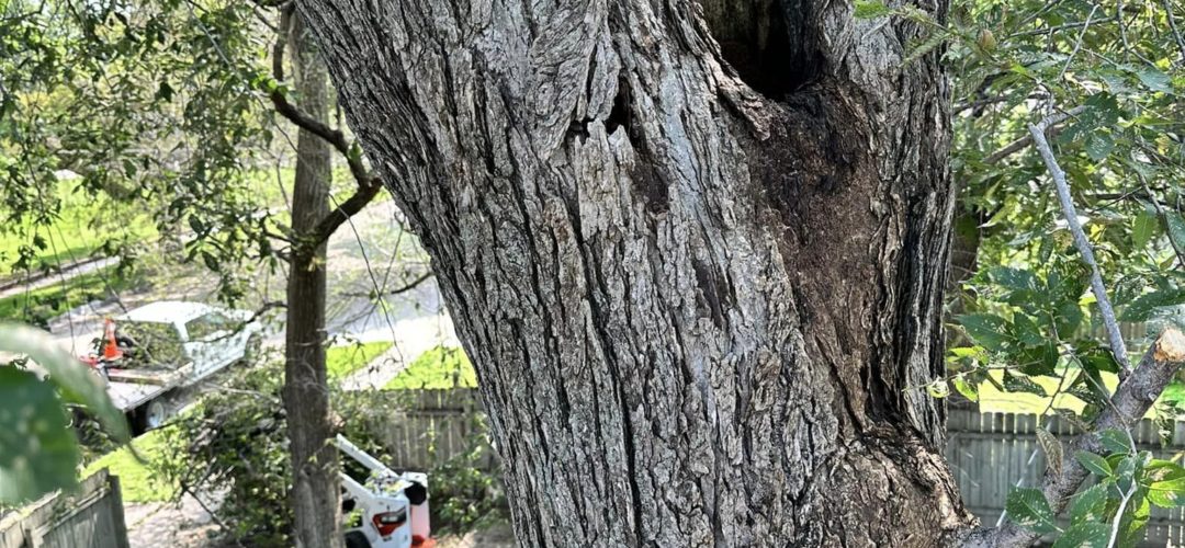 Can You Cut Off The Top Of A Tree Without Killing It?