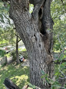 Can You Cut Off The Top Of A Tree Without Killing It