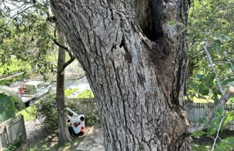 Can You Cut Off The Top Of A Tree Without Killing It?