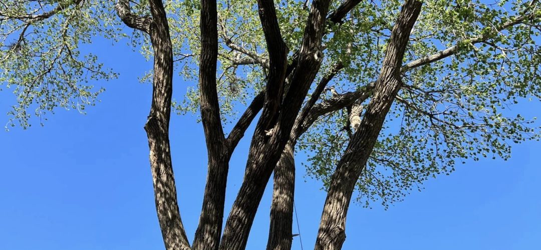 Can You Shorten A Tall Tree?