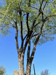 Can You Shorten A Tall Tree
