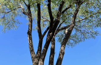 Can You Shorten A Tall Tree?