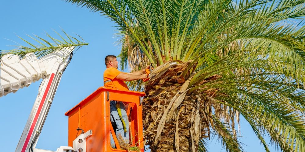 How Do You Prune A Tree That Is Too Tall?