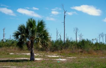 How Do You Shorten A Tree Without Killing It?