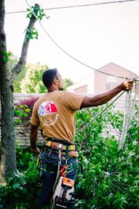 How Does An Arborist Determine The Health Of A Tree