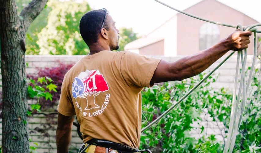 How Does An Arborist Determine The Health Of A Tree?